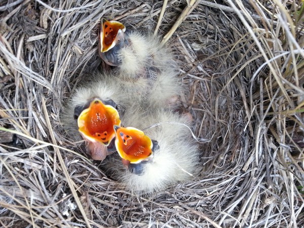 babybird.jpg